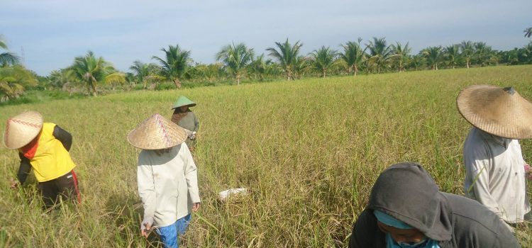 Women’s Farmer Group “Alamanda”, Having Great Harvest in Singkawang