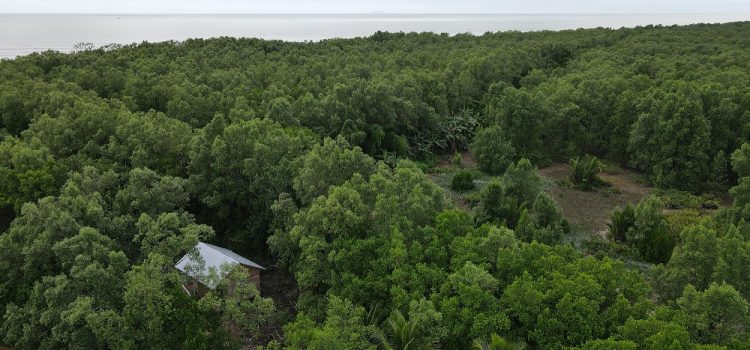 Borneo Mangrove Action Gemawan dimulai