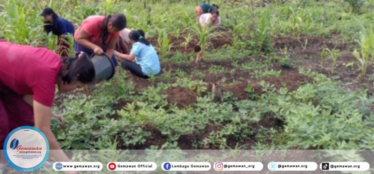 perempuan petani Sintang